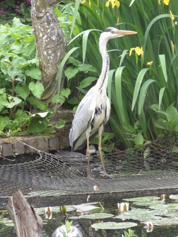 DSC07414natuur.JPG