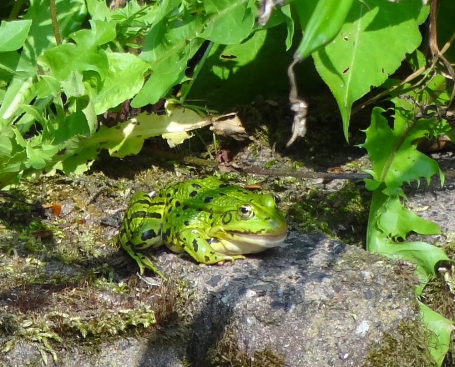 DSC07500natuur.JPG